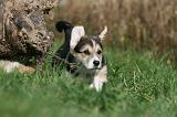 CORGI PEMBROKE 1045